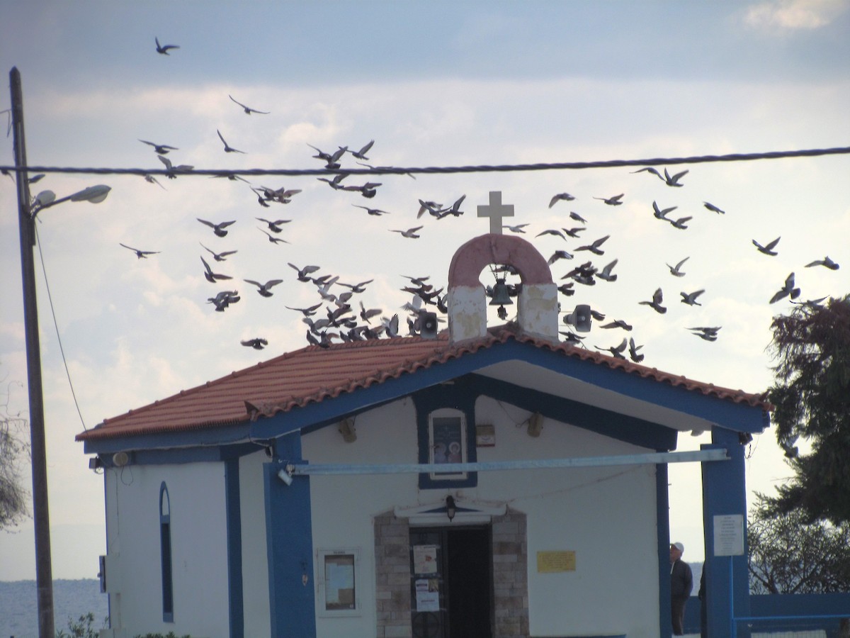 カワラバト（ドバト、家畜型） - ML646898354