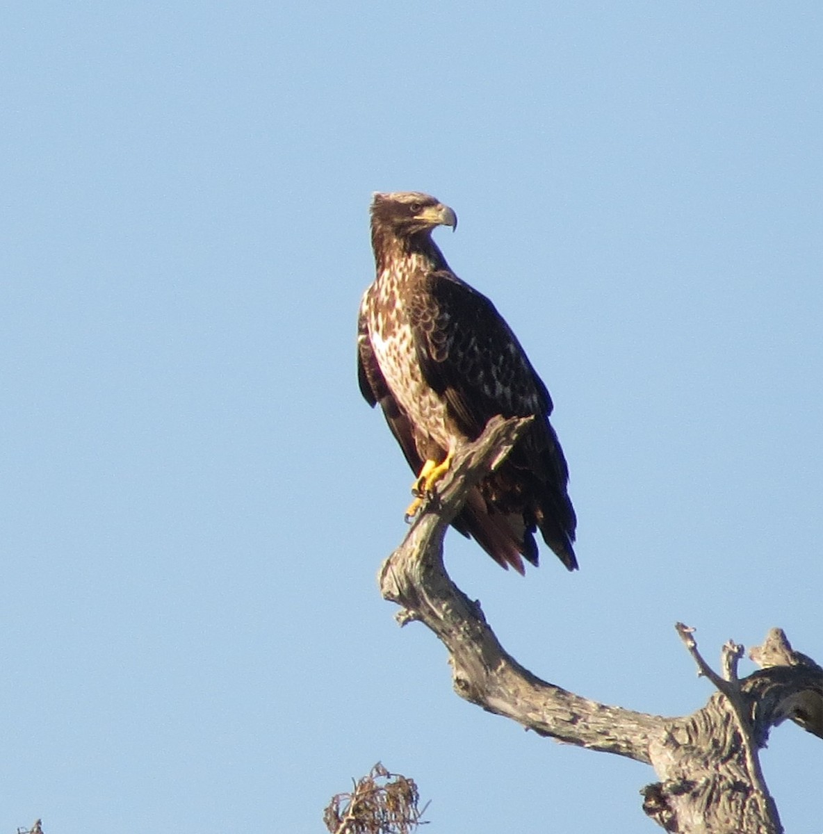 Itsas arrano buruzuria - ML646898355