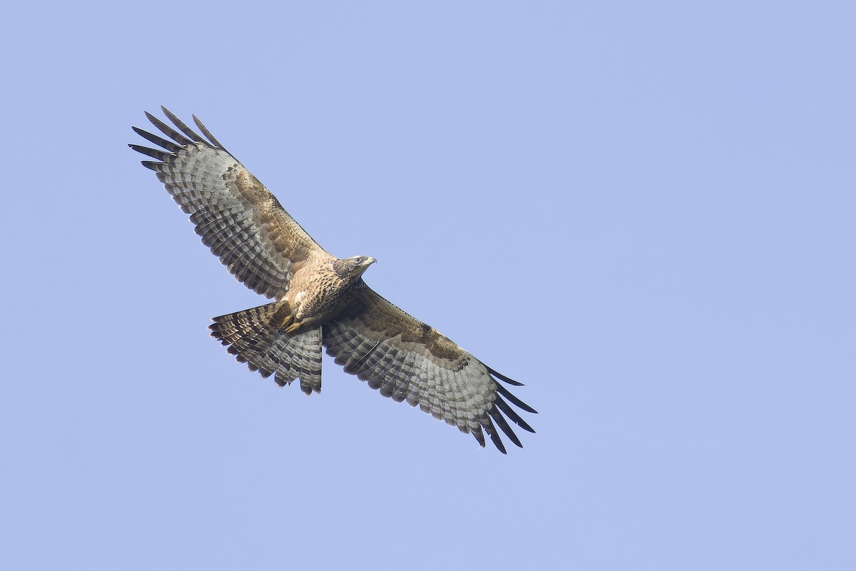 orientvepsevåk - ML646898361