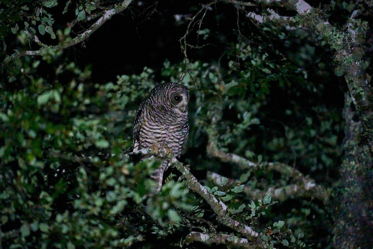 Rufous-legged Owl - ML646898363