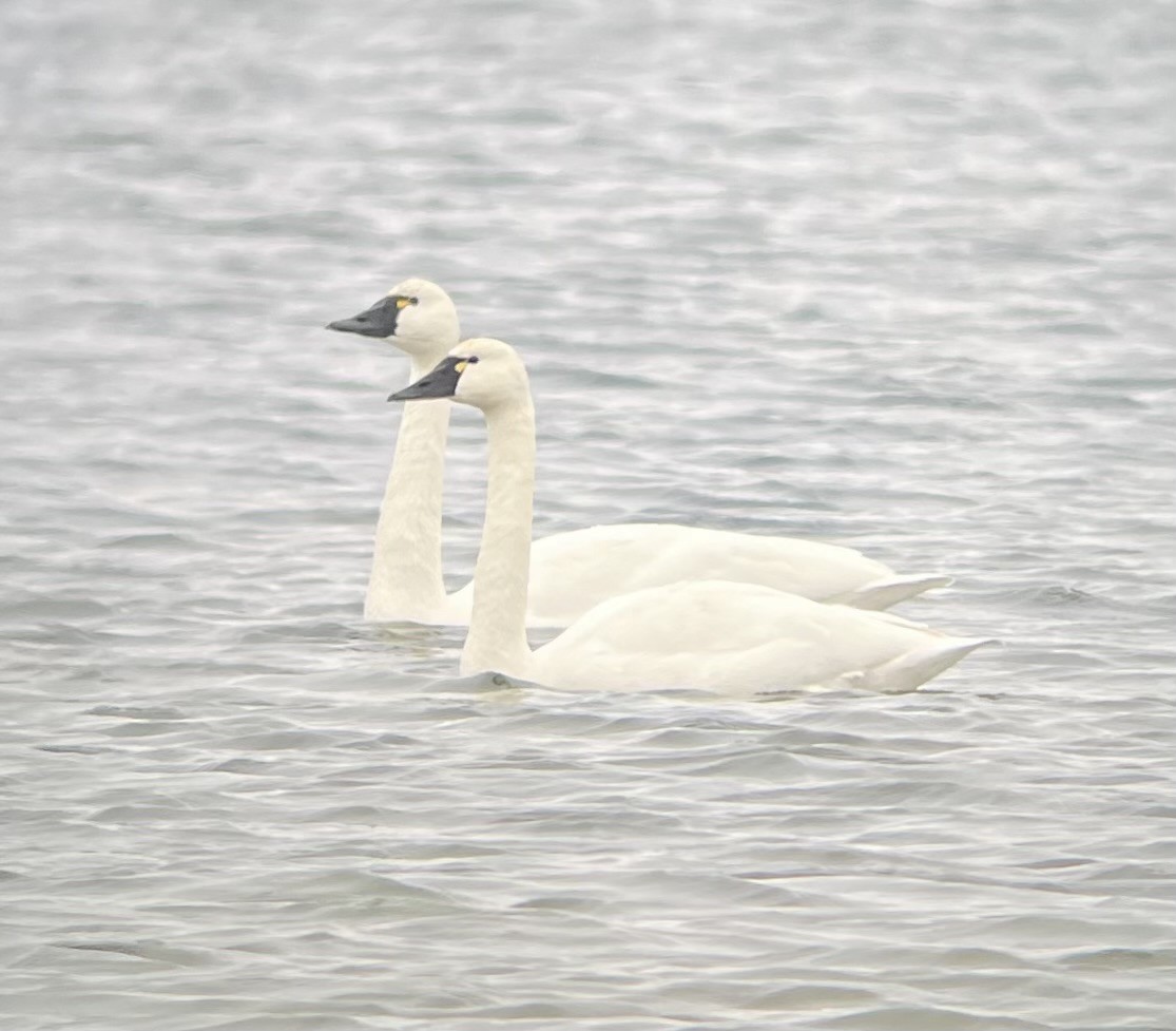 labuť malá - ML646898367