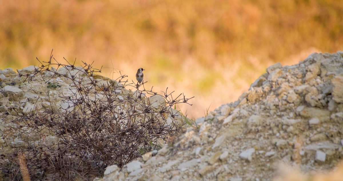 ゴシキヒワ - ML646898370