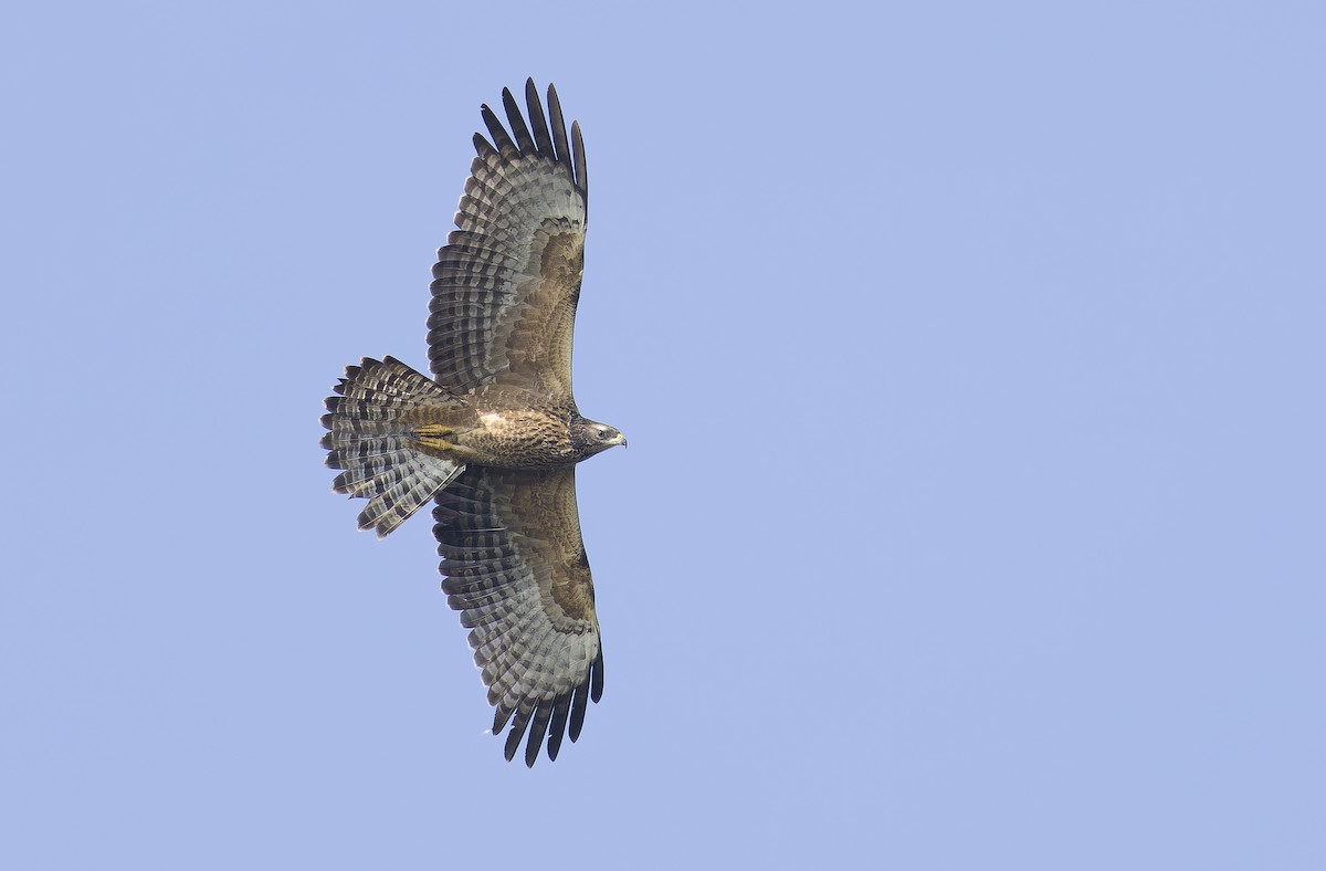 orientvepsevåk - ML646898371