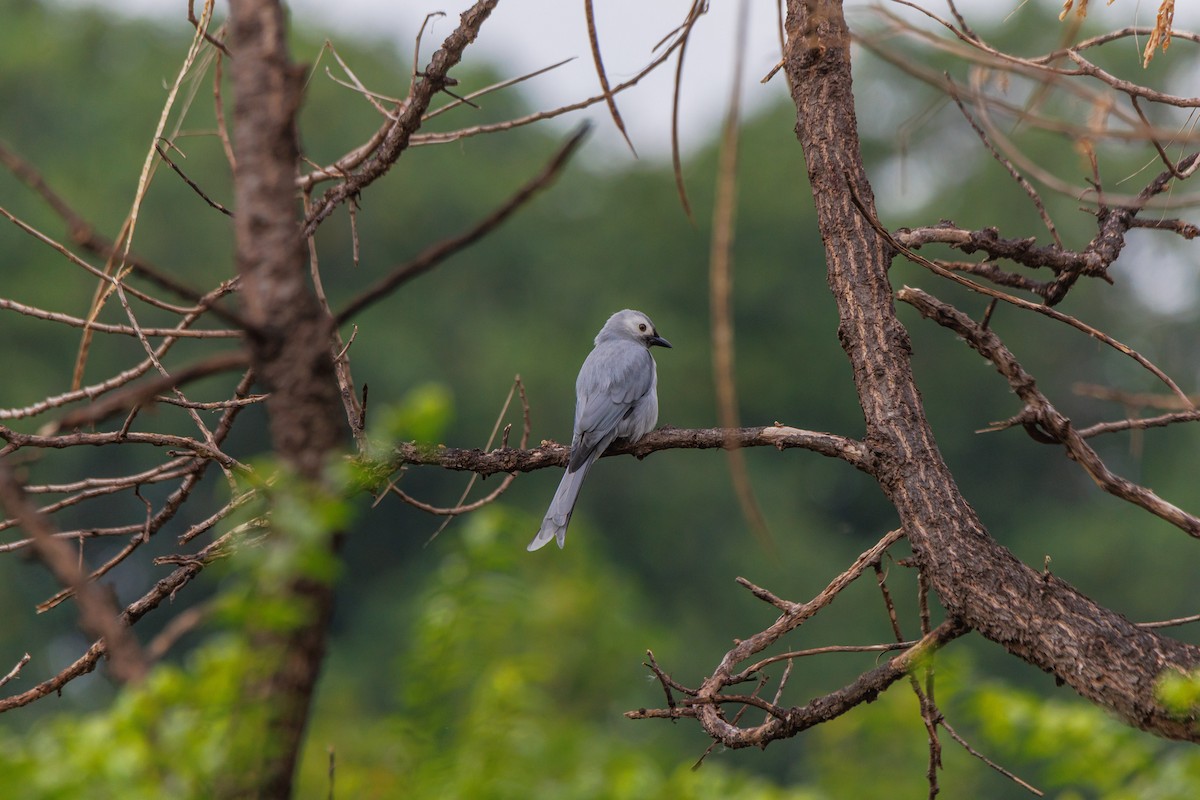 ハイイロオウチュウ - ML646898372