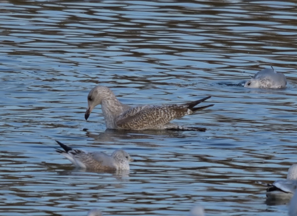 gull sp. - ML646898374