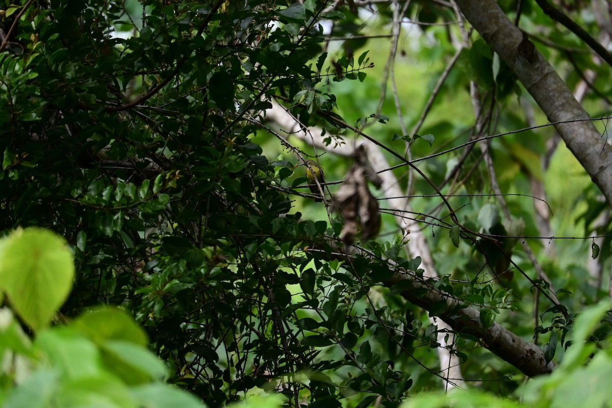 Souimanga à gorge brune - ML646898375