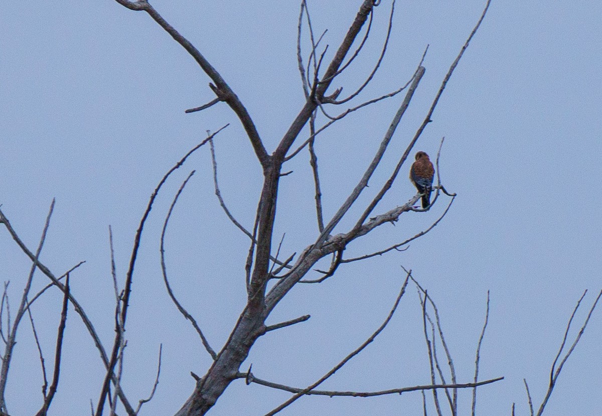 American Kestrel - ML646898376