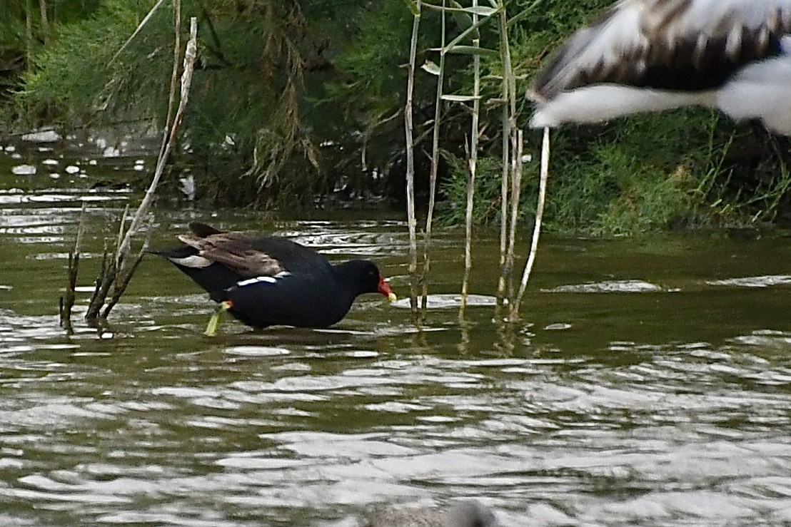 Курочка водяна - ML646898382