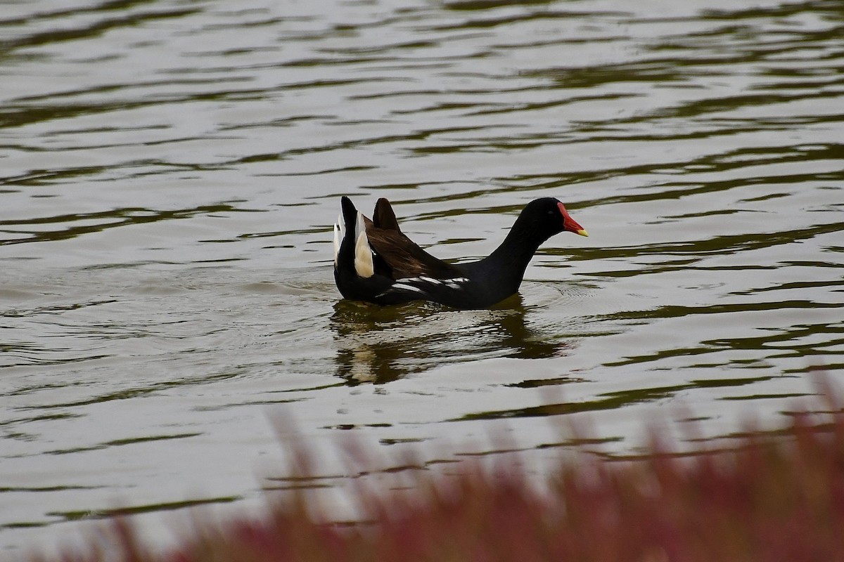 Курочка водяна - ML646898383