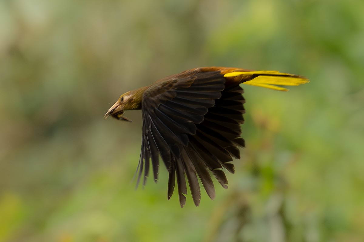 Russet-backed Oropendola - ML646898384