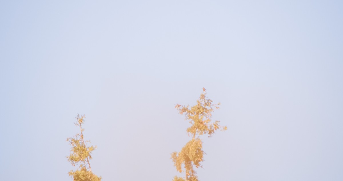 Зяблик звичайний - ML646898385