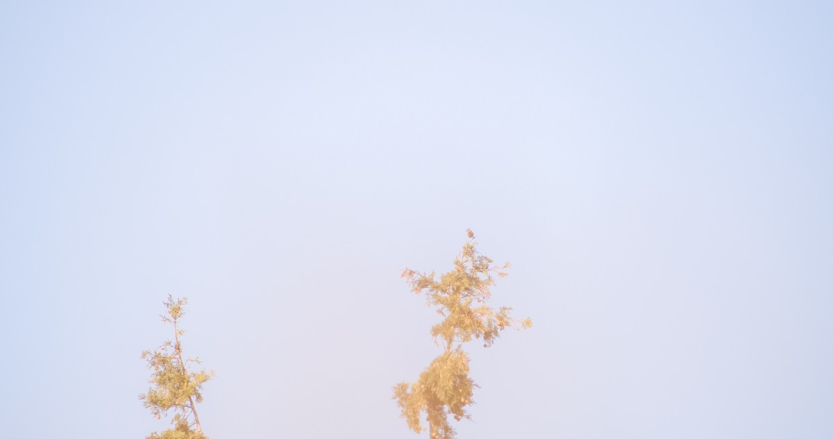 Зяблик звичайний - ML646898386