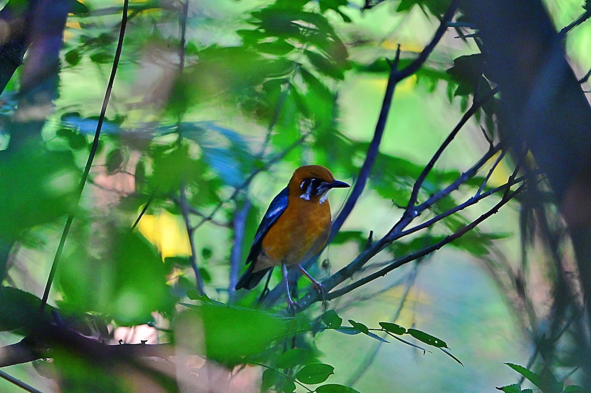 Zorzal Citrino - ML646898387