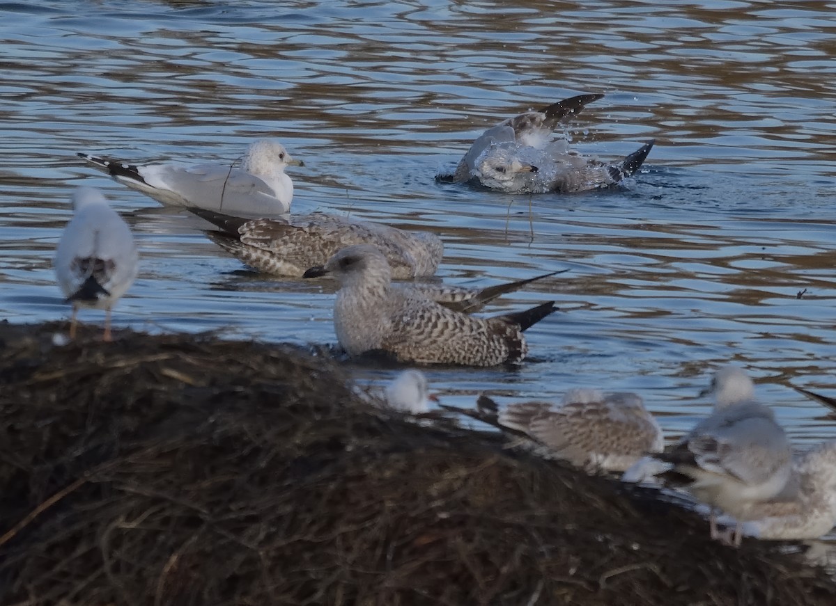 Мартиновий sp. - ML646898389