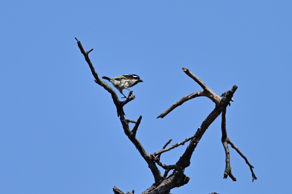 Лібія-зубодзьоб жовтоока - ML646898390