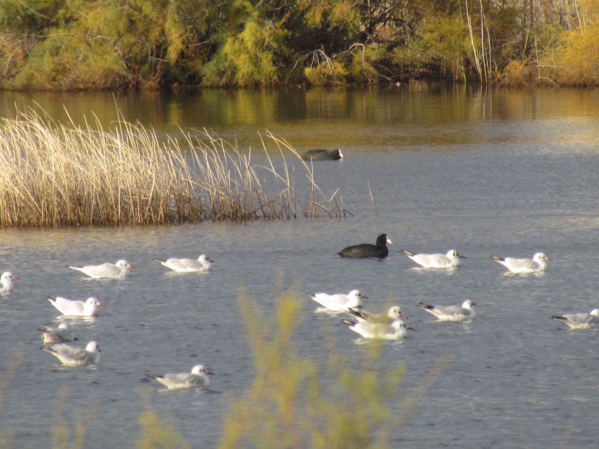Лиска звичайна - ML646898391