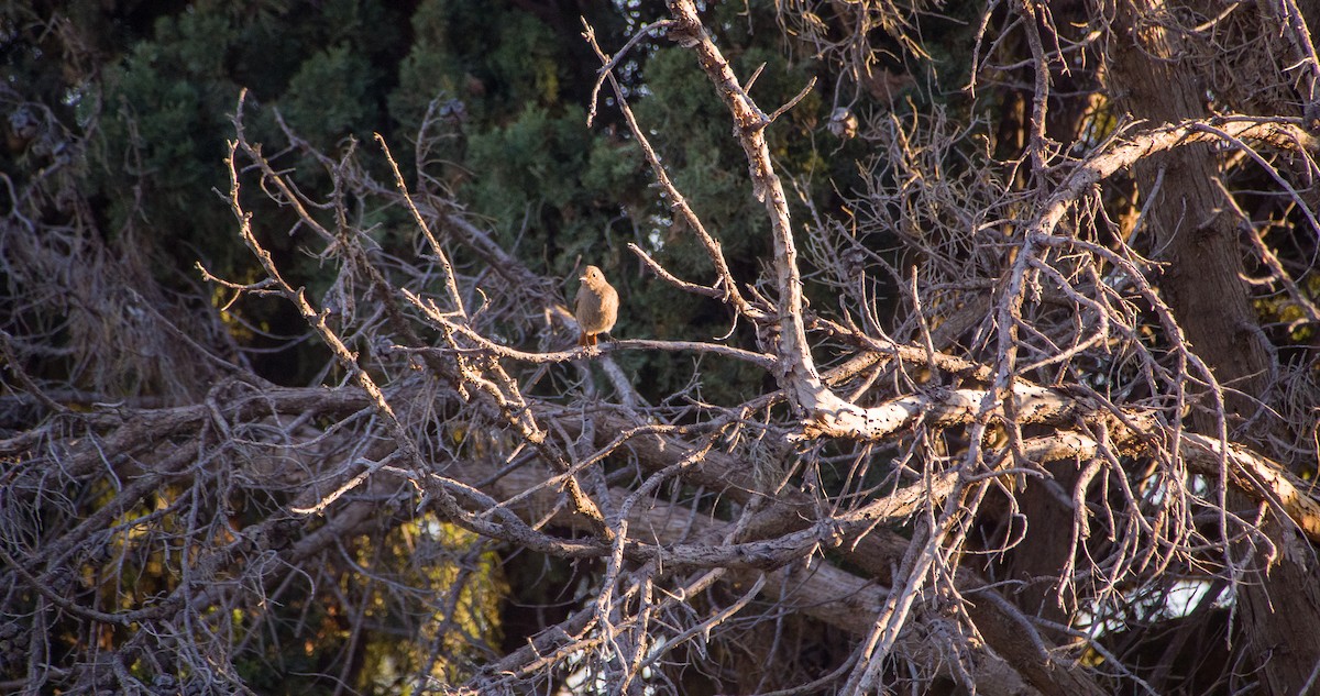 Горихвістка чорна - ML646898393