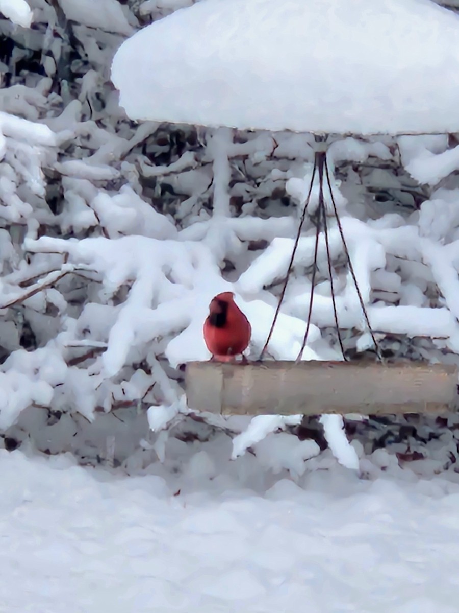 Кардинал червоний - ML646898398