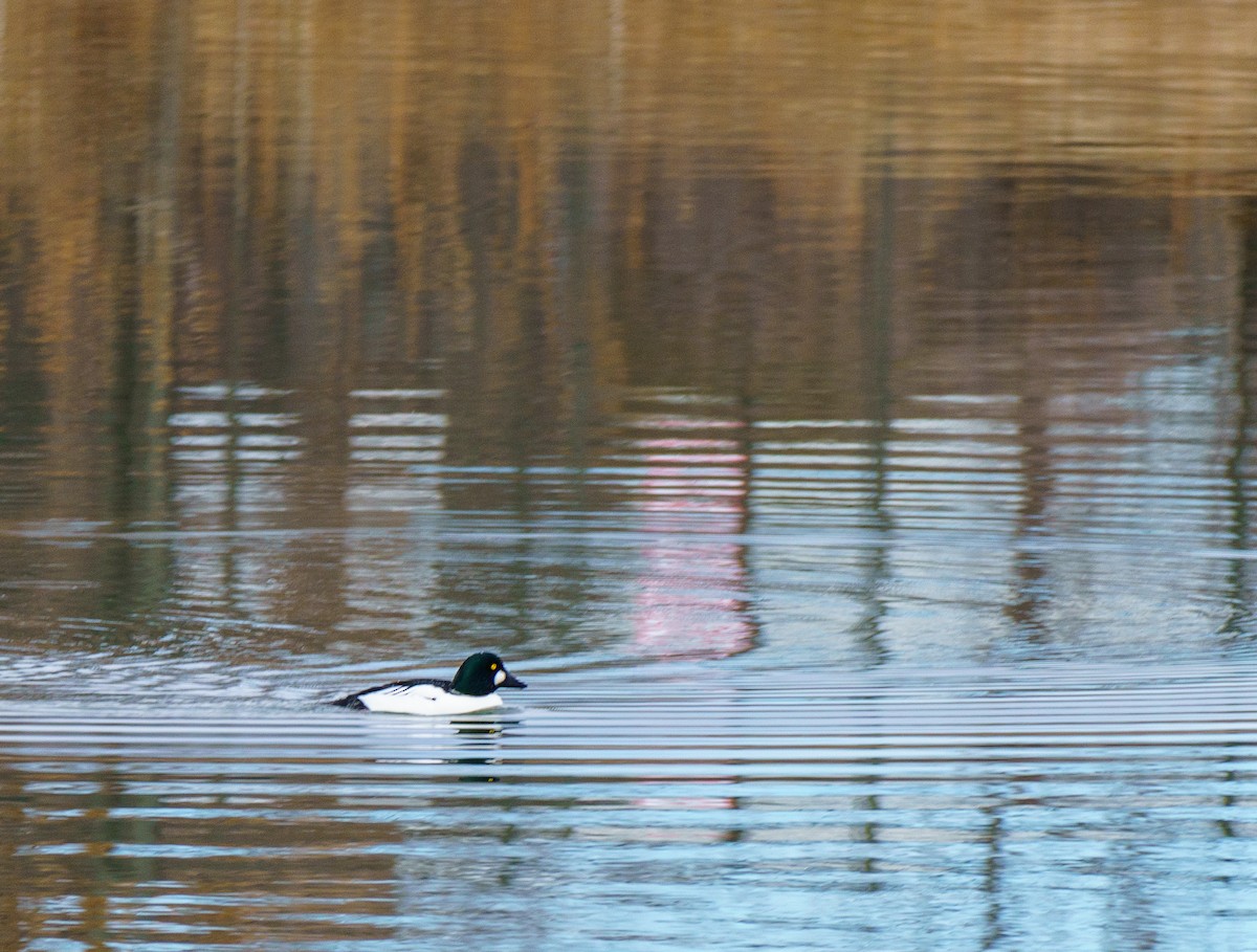 Гоголь зеленоголовий - ML646898399