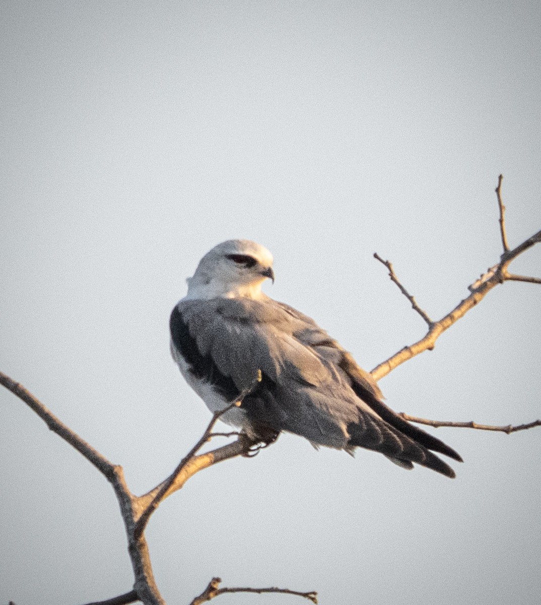 Шуліка чорноплечий - ML646898400