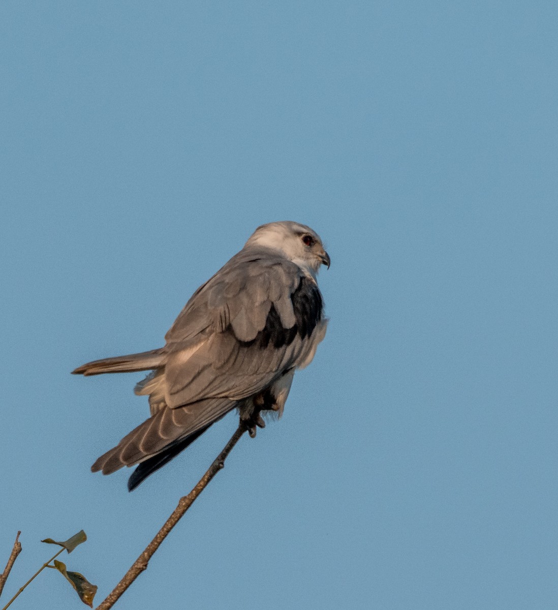 Шуліка чорноплечий - ML646898401