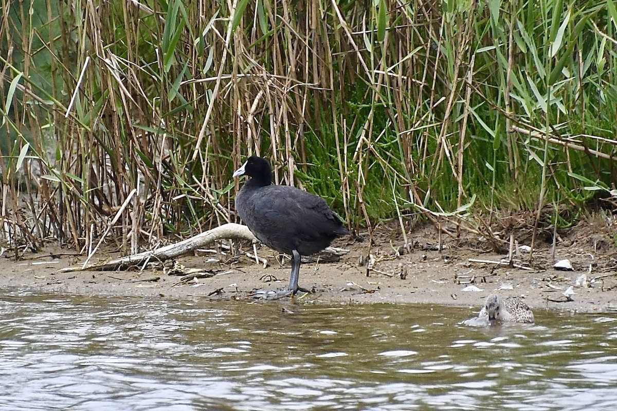 Лиска африканська - ML646898402