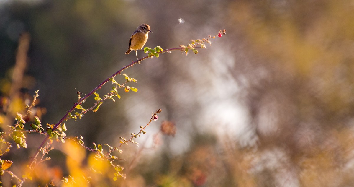 Трав'янка чорноголова - ML646898403