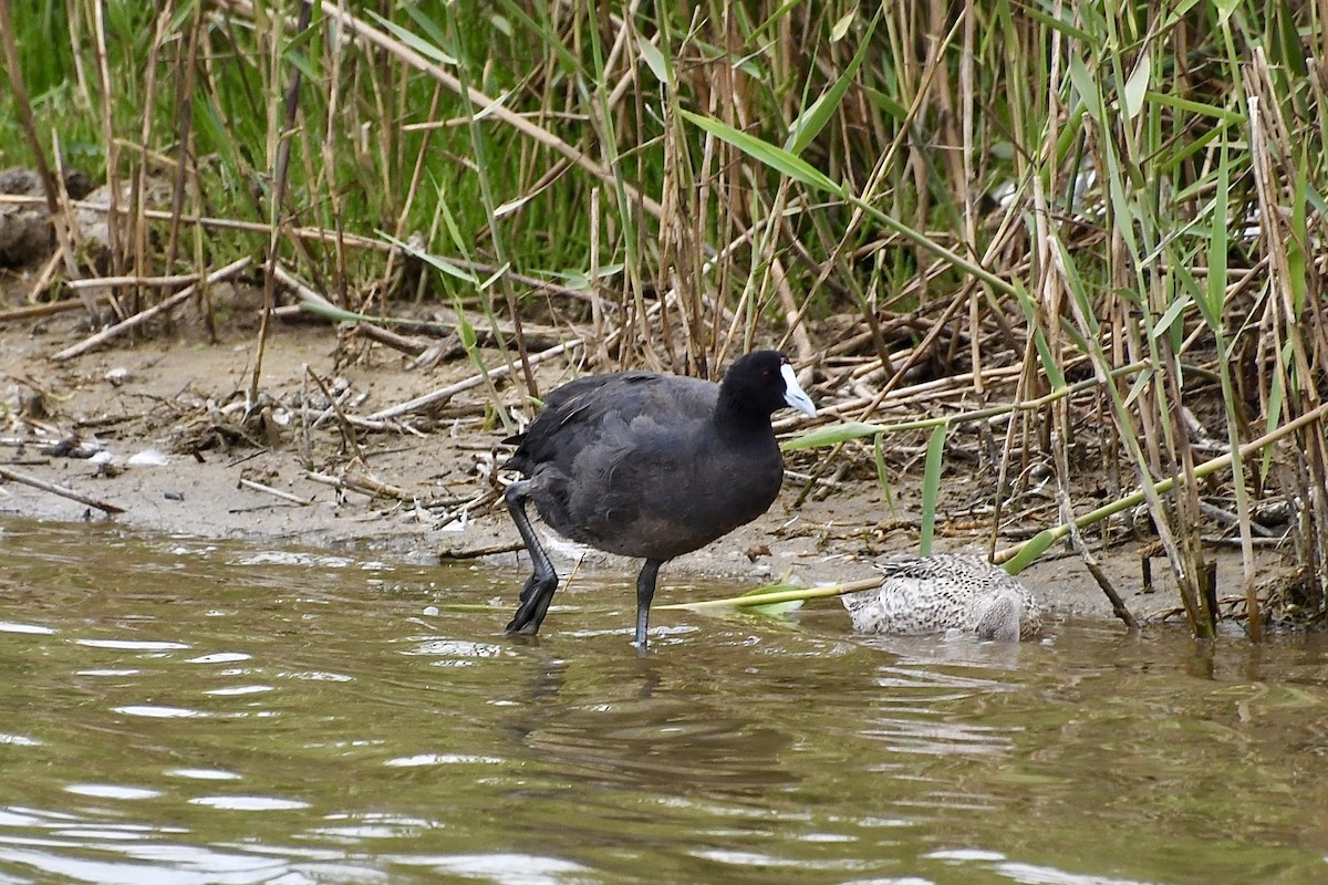 Лиска африканська - ML646898404