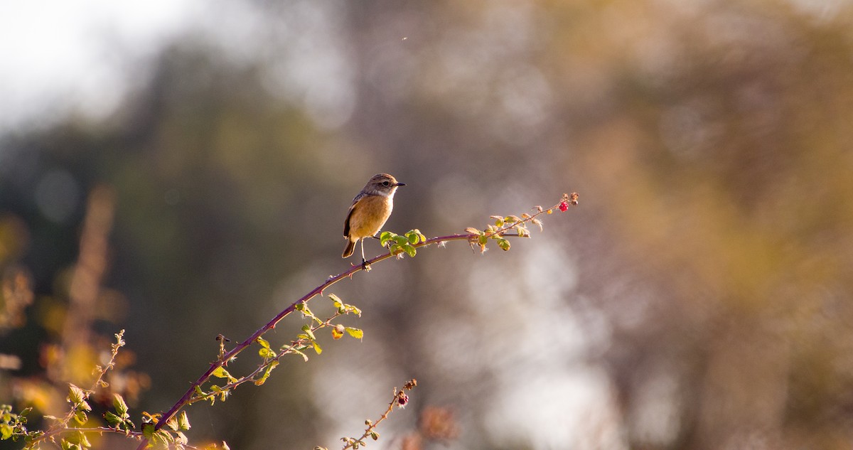 Трав'янка чорноголова - ML646898407