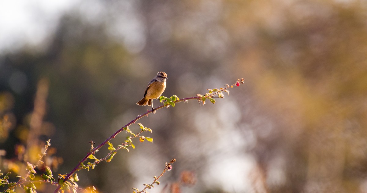 Трав'янка чорноголова - ML646898408