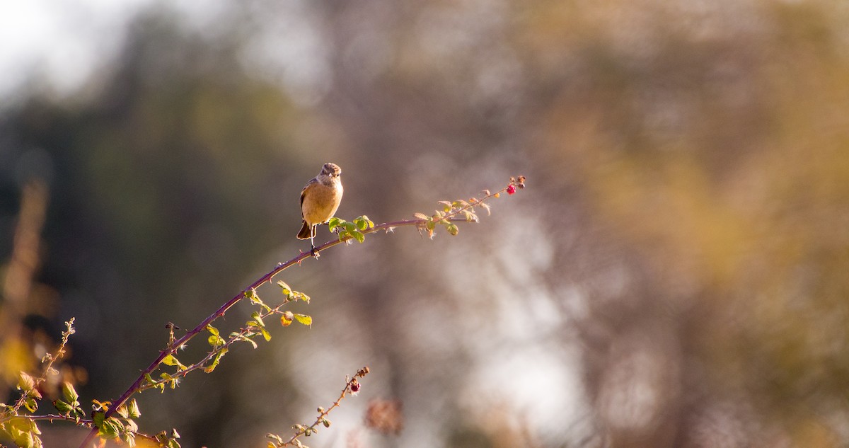 Трав'янка чорноголова - ML646898410