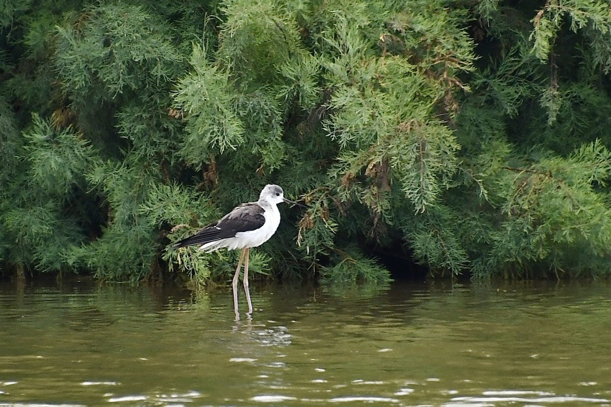 Кулик-довгоніг чорнокрилий - ML646898413