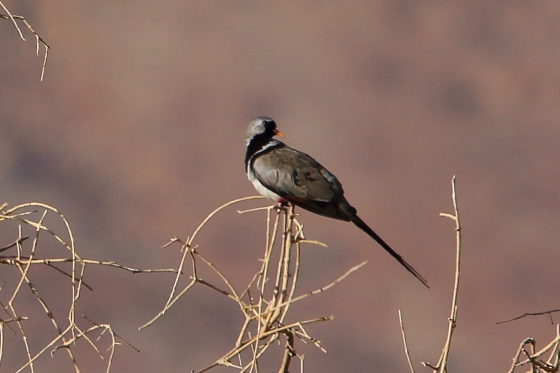 Горлиця капська - ML646898420