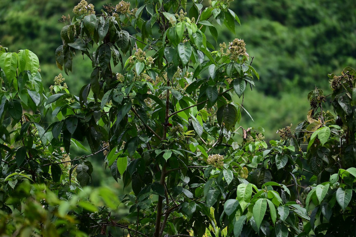 Souimanga siparaja - ML646898422