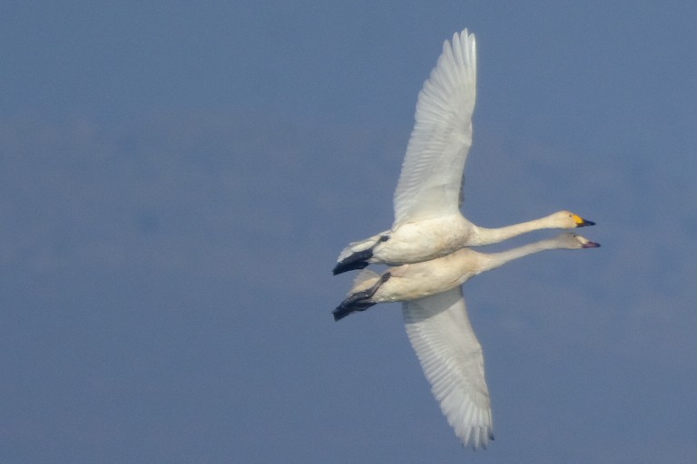 Лебідь чорнодзьобий - ML646898432