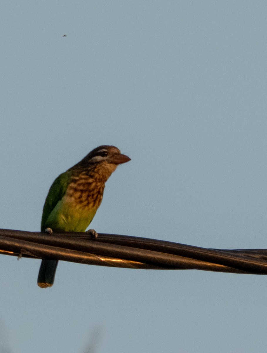 Бородастик білощокий - ML646898433