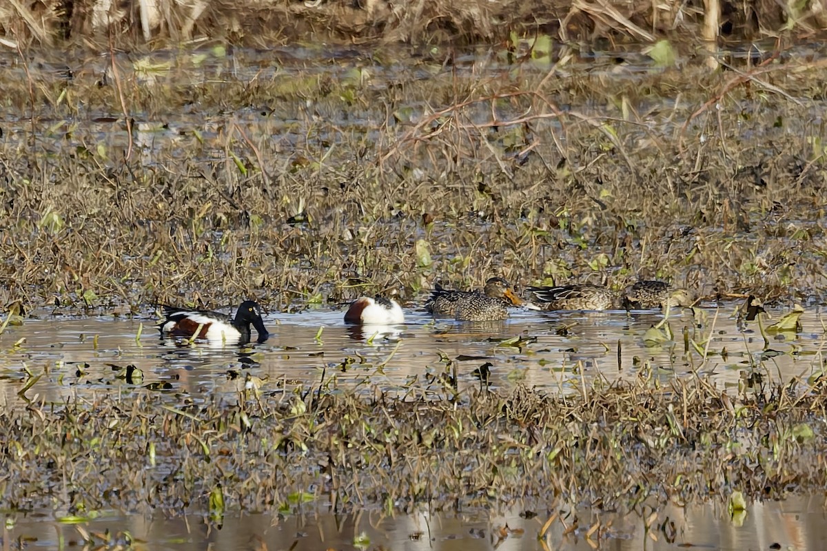 Широконіска північна - ML646898434