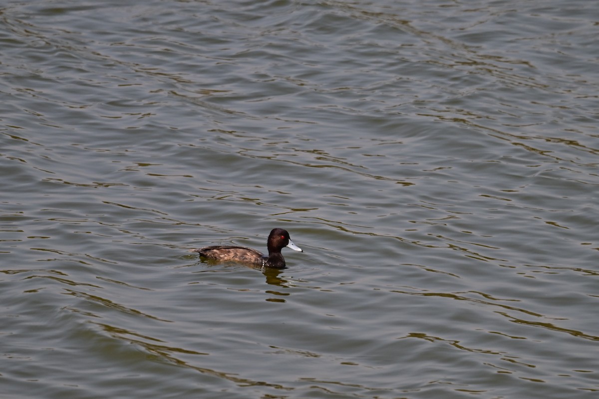 Чернь червоноока - ML646898435