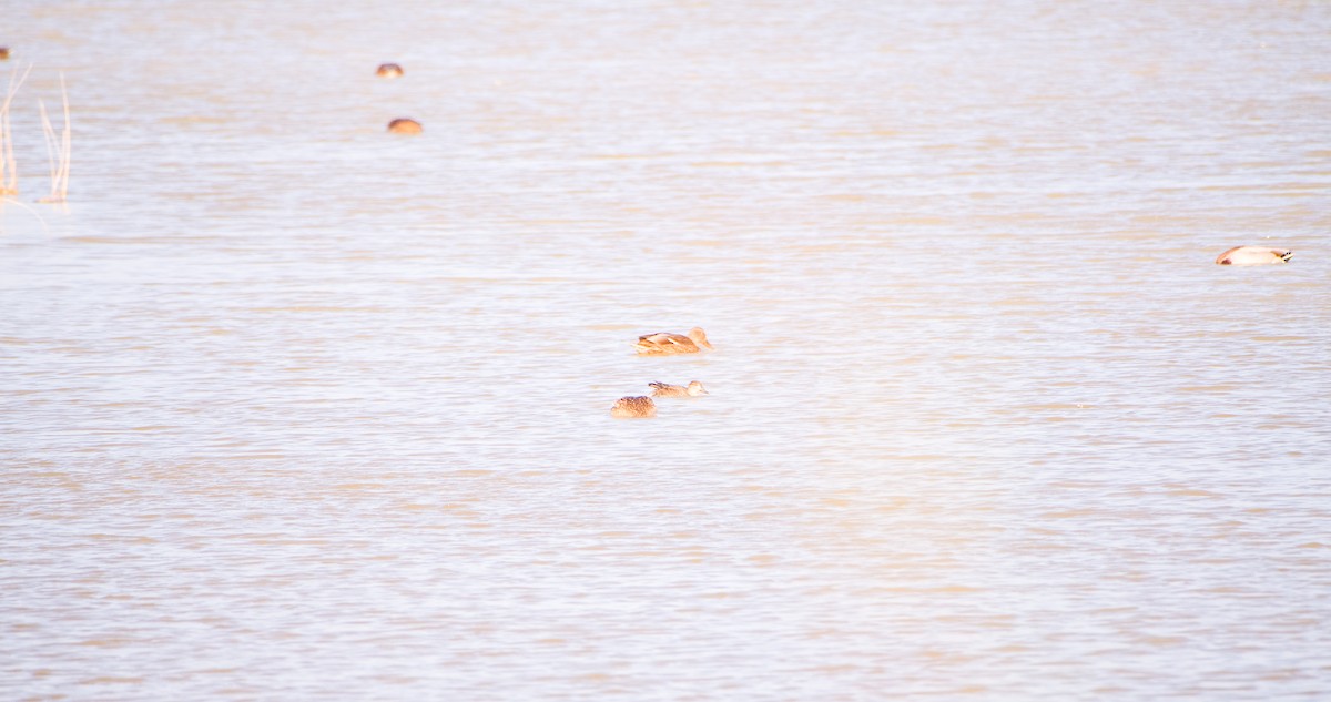 Чирянка мала - ML646898436