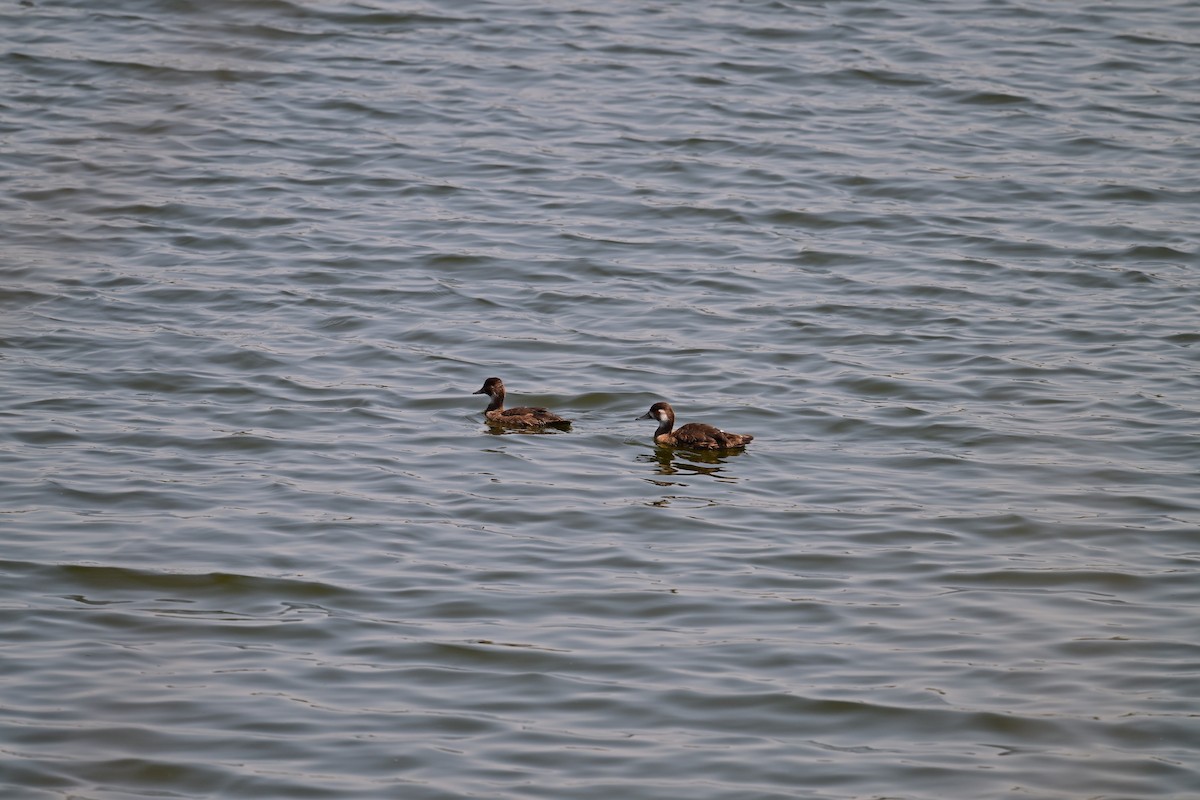 Southern Pochard - ML646898438