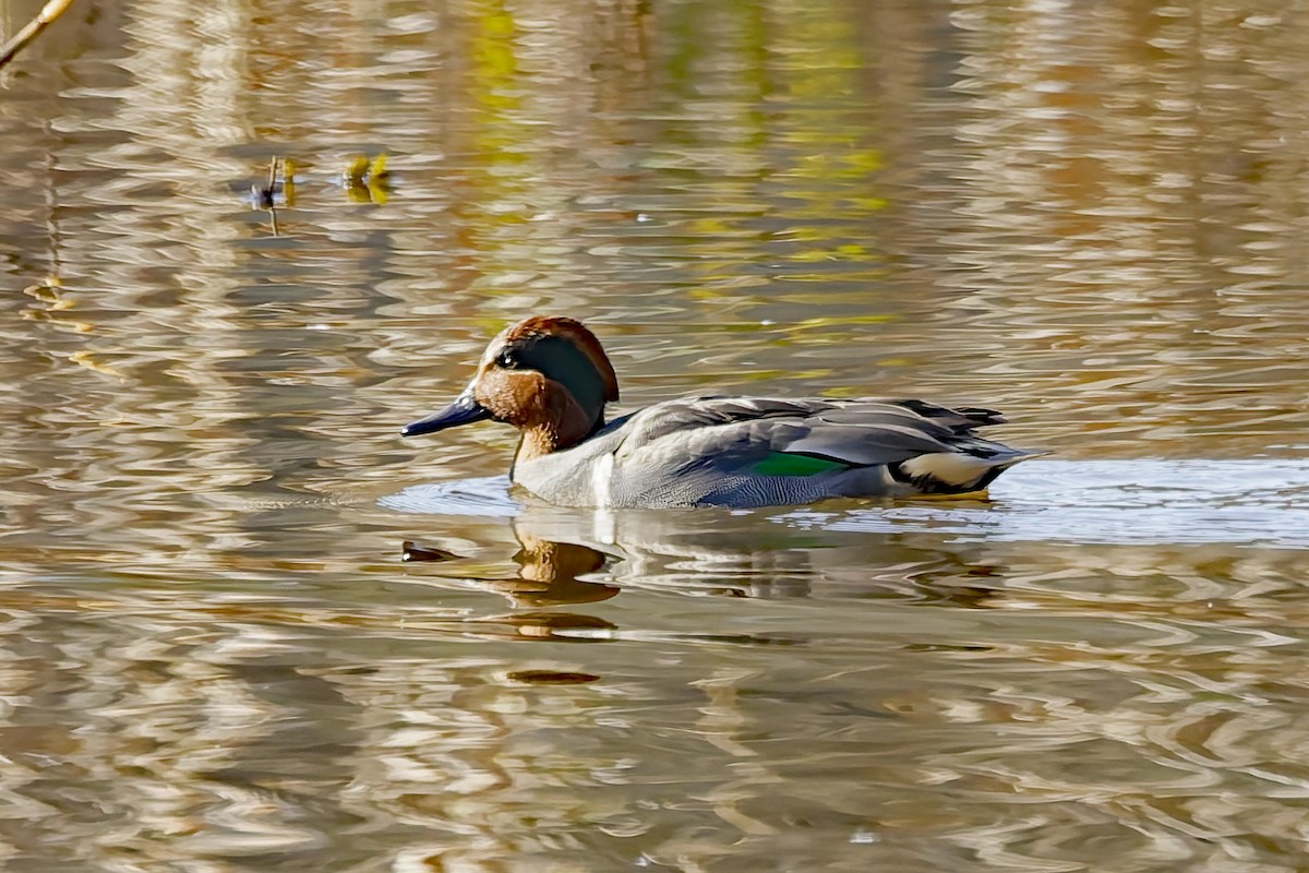 Green-winged Teal - ML646898440
