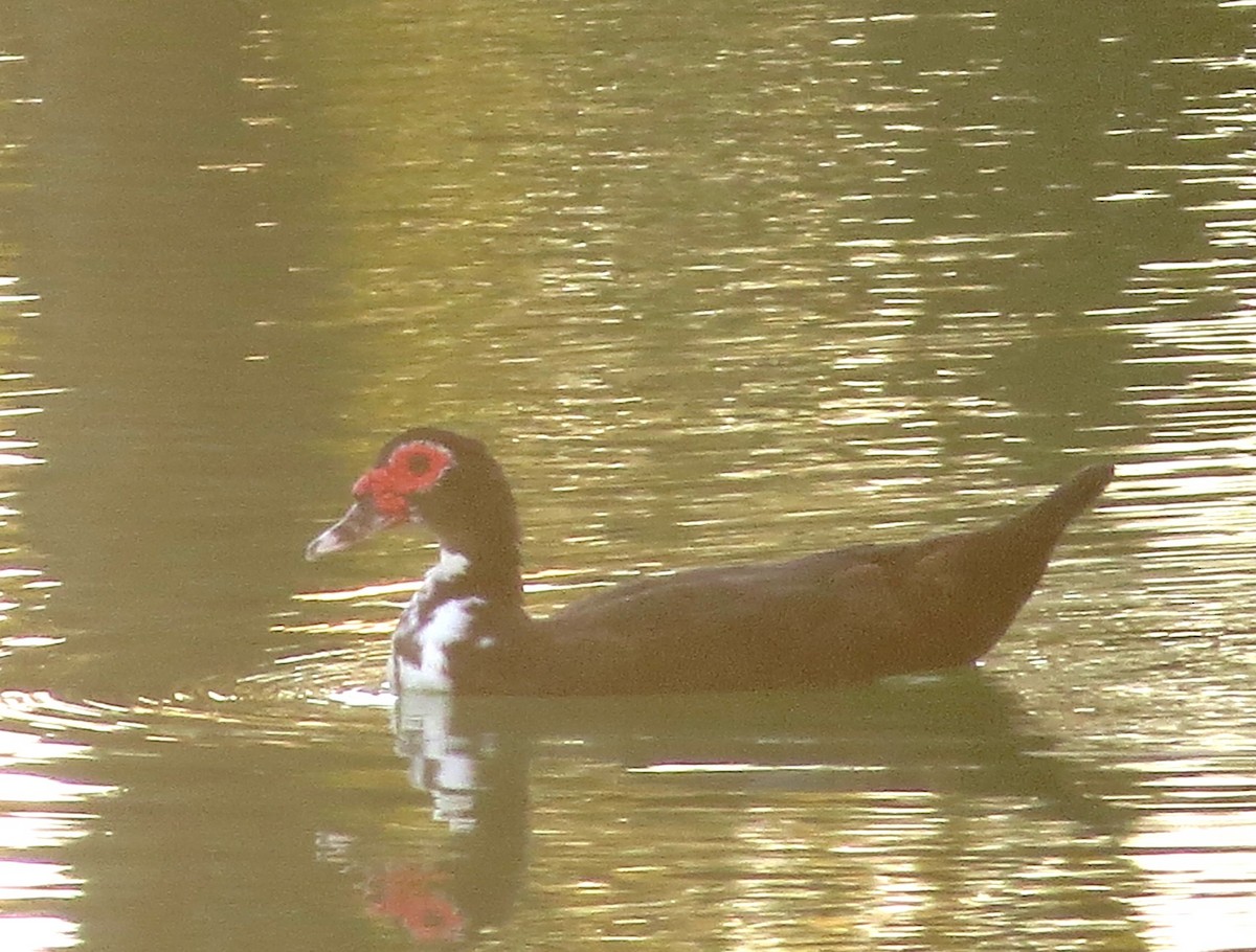 Ahate musketaduna (etxekoa) - ML646898441