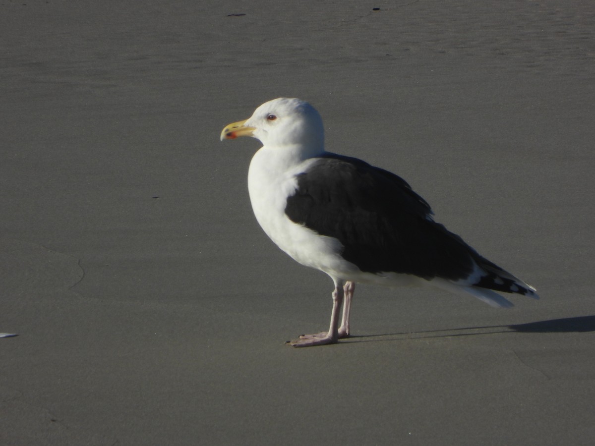Great Black-backed Gull - ML646898442