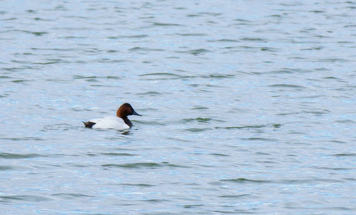 帆背潛鴨 - ML646898444