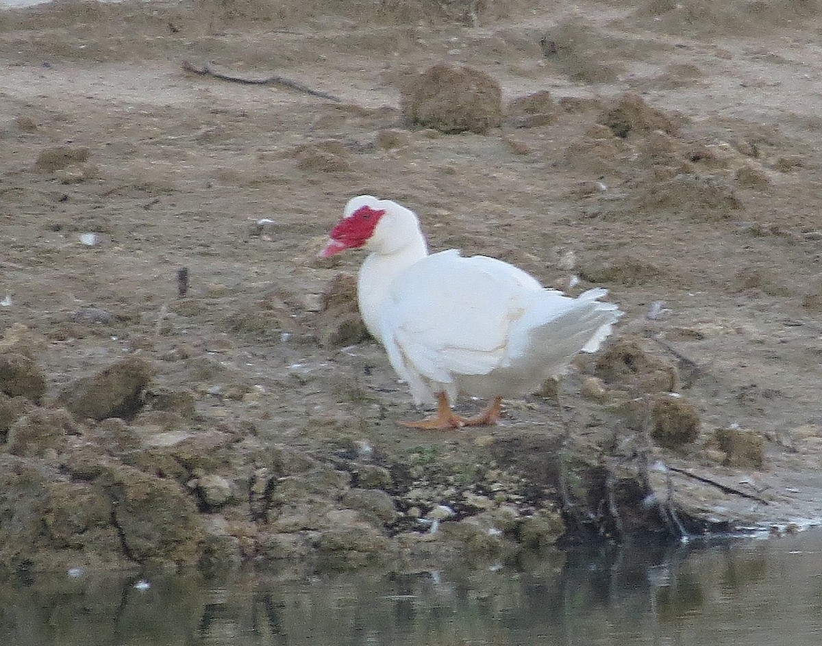 Ahate musketaduna (etxekoa) - ML646898445