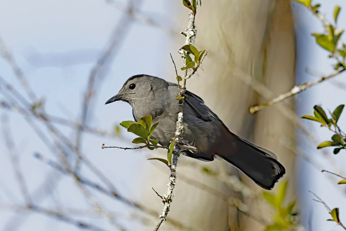 Gray Catbird - ML646898446
