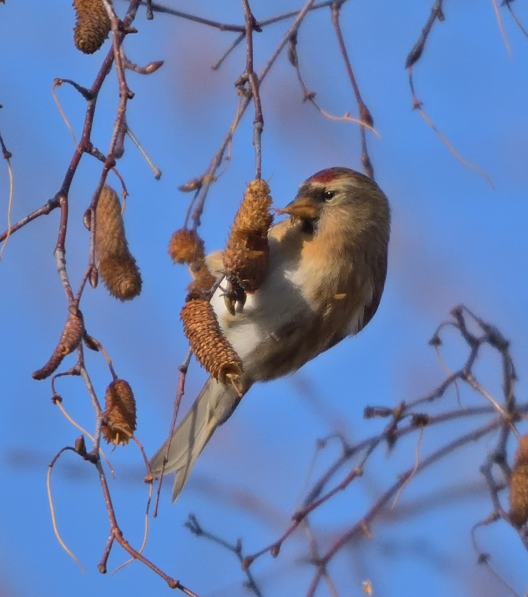 Redpoll (Lesser) - ML646898447