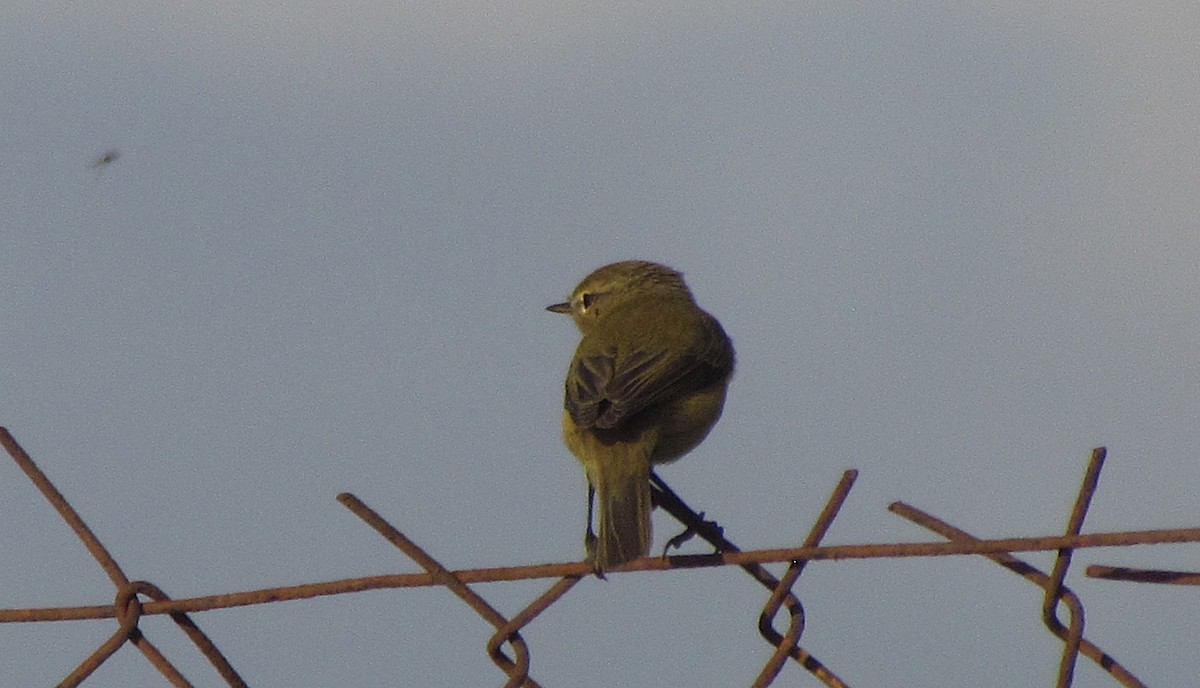 Common Chiffchaff - ML646898448