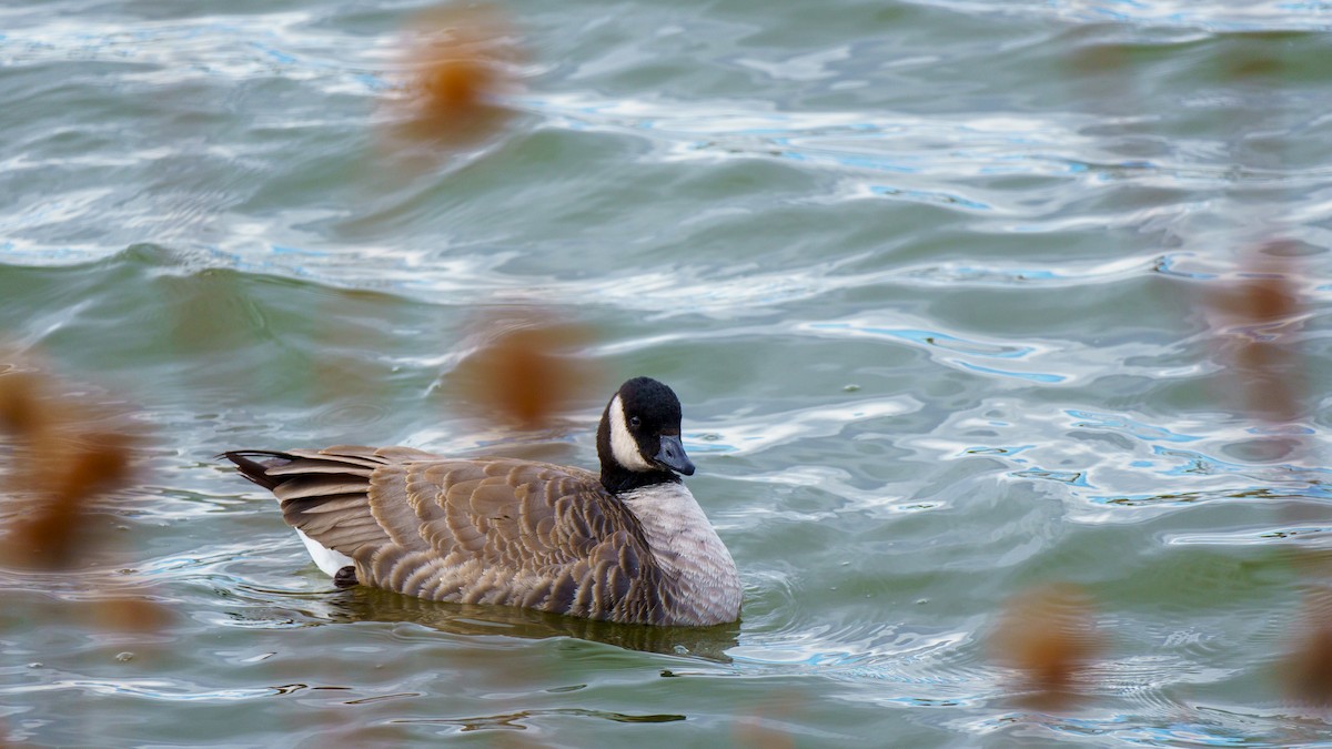 小加拿大雁 - ML646898453