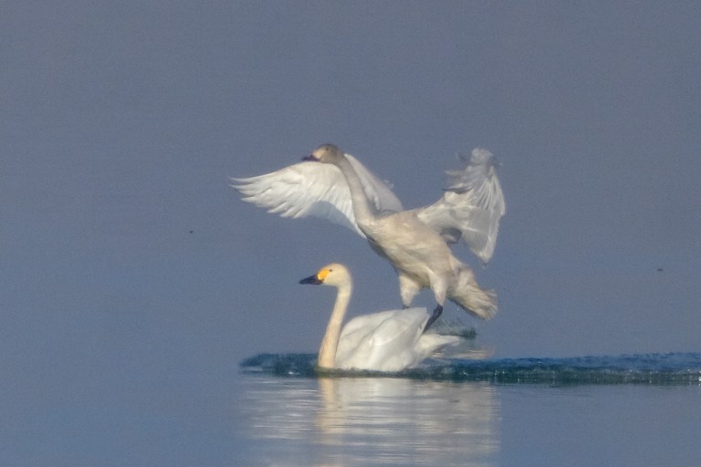 Tundra Swan - ML646898459